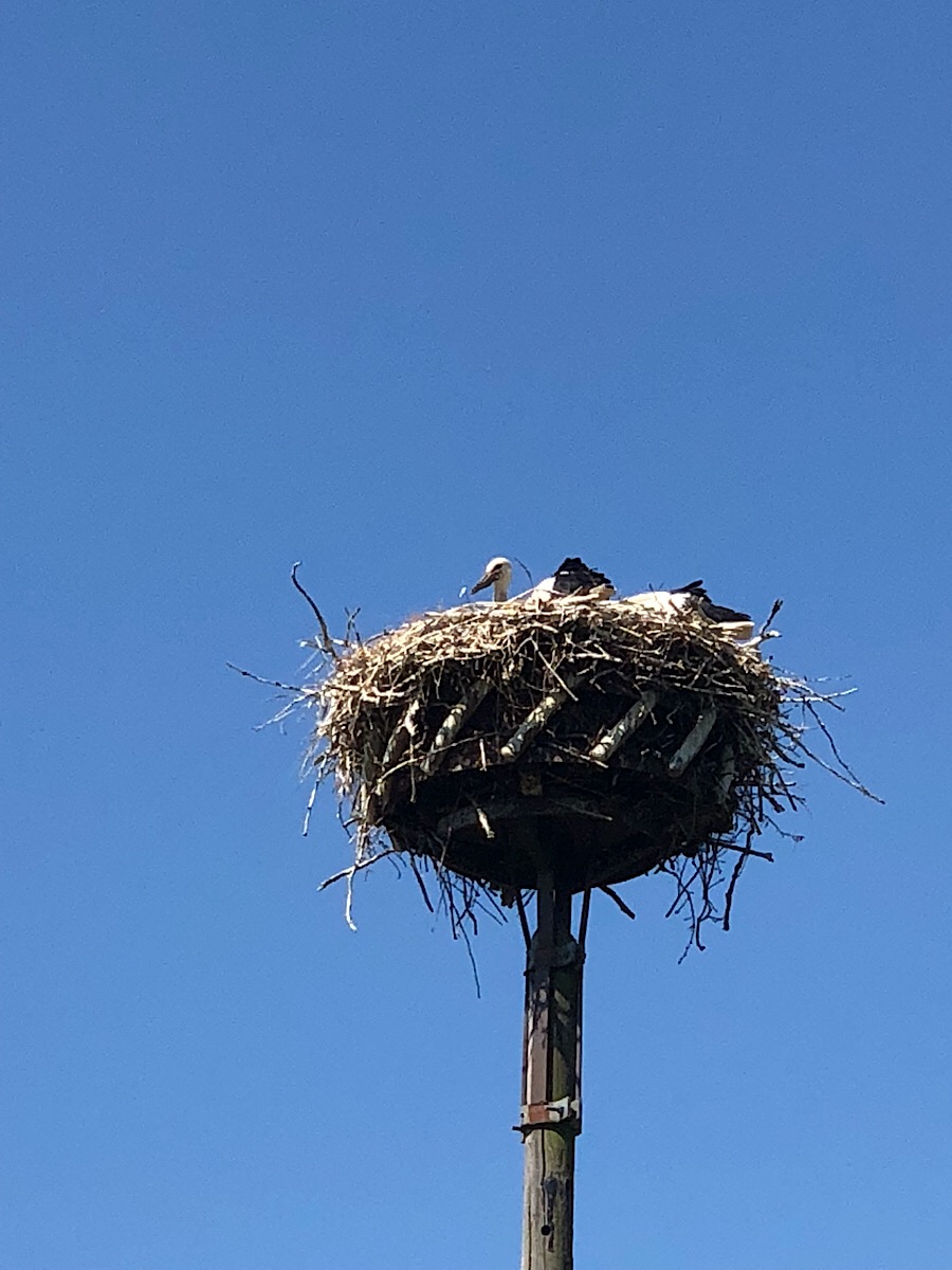 Storchennest